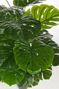 Pianta filodendro c-vaso 23 foglie h120cm