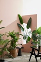 Pianta filodendro c-vaso 23 foglie h120cm