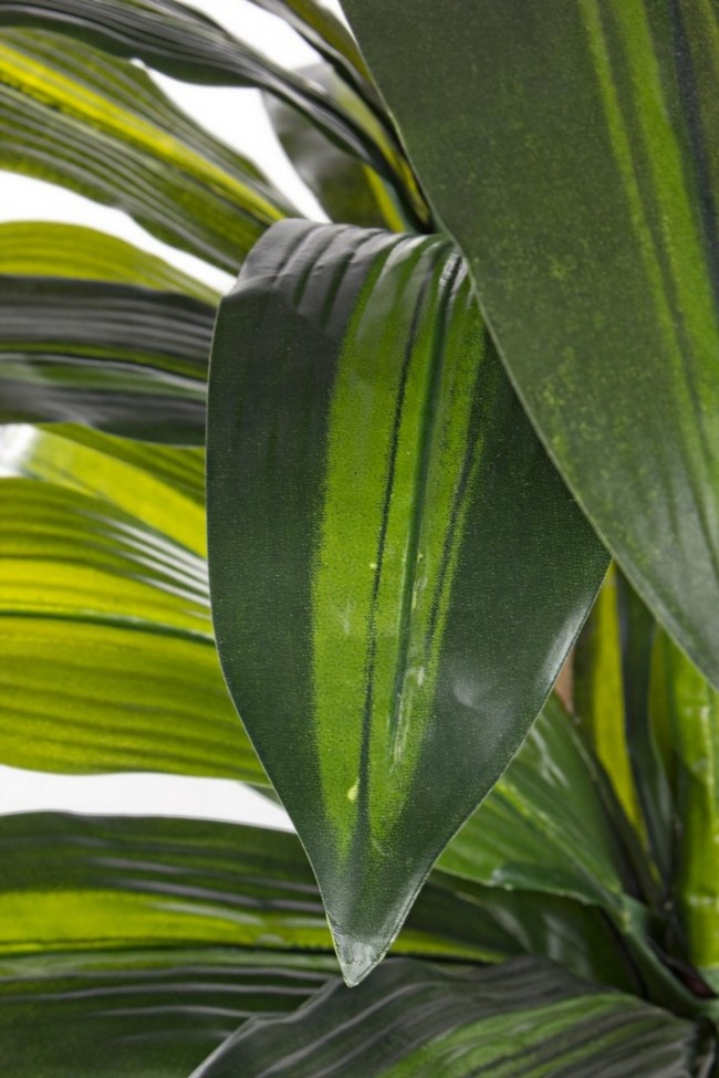 Pianta dracena c-vaso 43 foglie 88x43 cm
