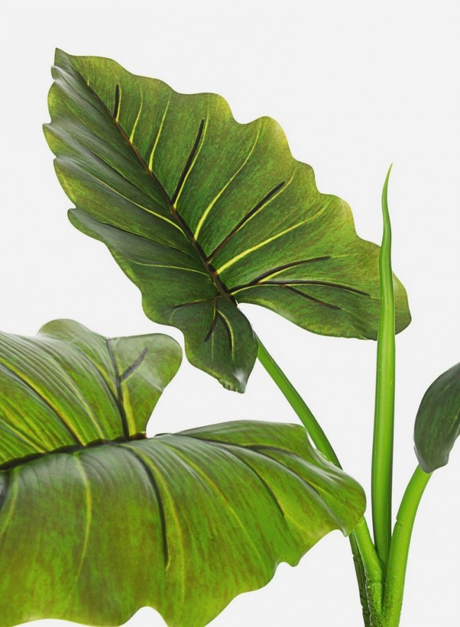 Pianta dieffenbachia c-vaso 7 foglie H78