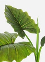 Pianta dieffenbachia c-vaso 7 foglie H78