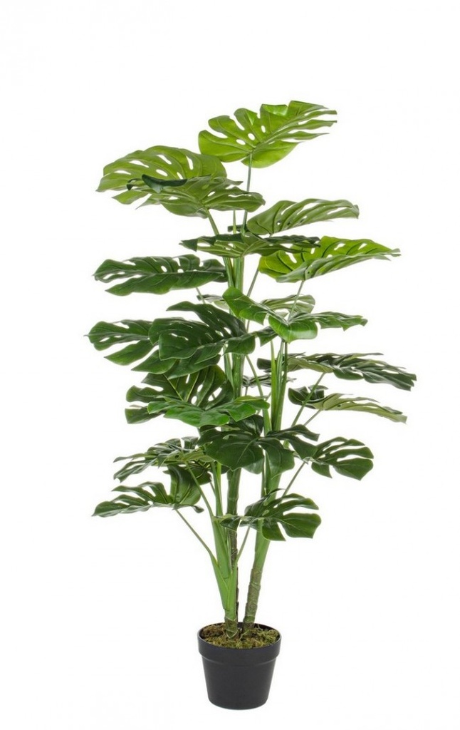 Main Image for Pianta filodendro c-vaso 23 foglie h120cm