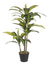 Pianta dracena c-vaso 43 foglie 88x43 cm
