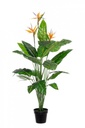 Pianta strelitzia 25 foglie H150 cm