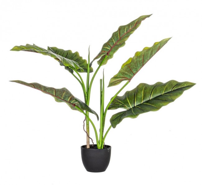 Pianta dieffenbachia c-vaso 7 foglie H78