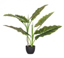 Pianta dieffenbachia c-vaso 7 foglie H78