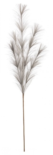 [BIZ0939431] Ramo pampas grigio h100 cm